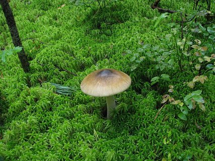 Amanita submembranacea