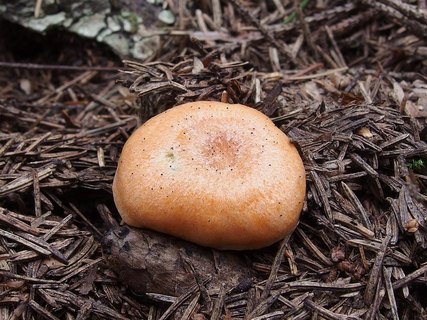 Lactarius deterrimus