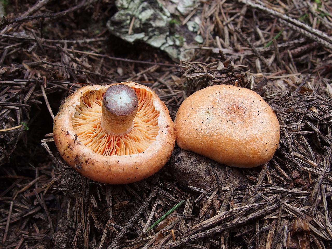 Lactarius deterrimus