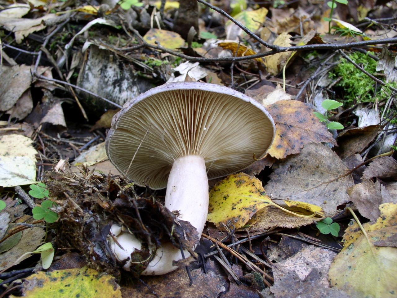 Lactarius flexuosus