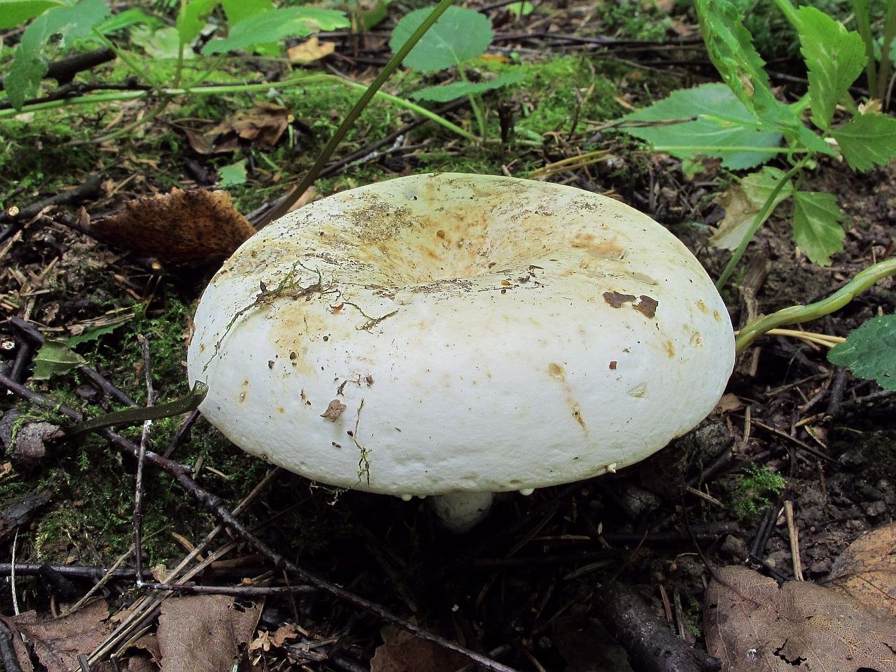 Lactarius glaucescens