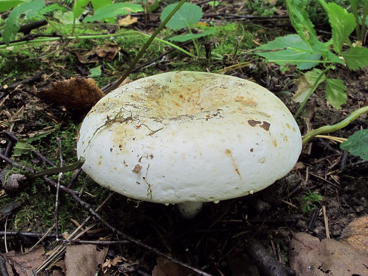 Lactarius glaucescens