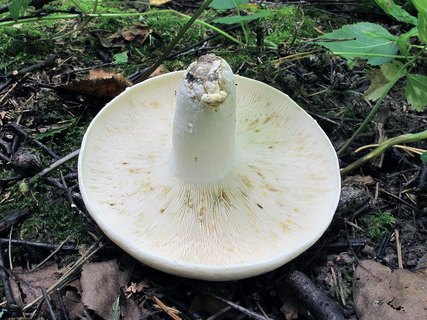 Lactarius glaucescens