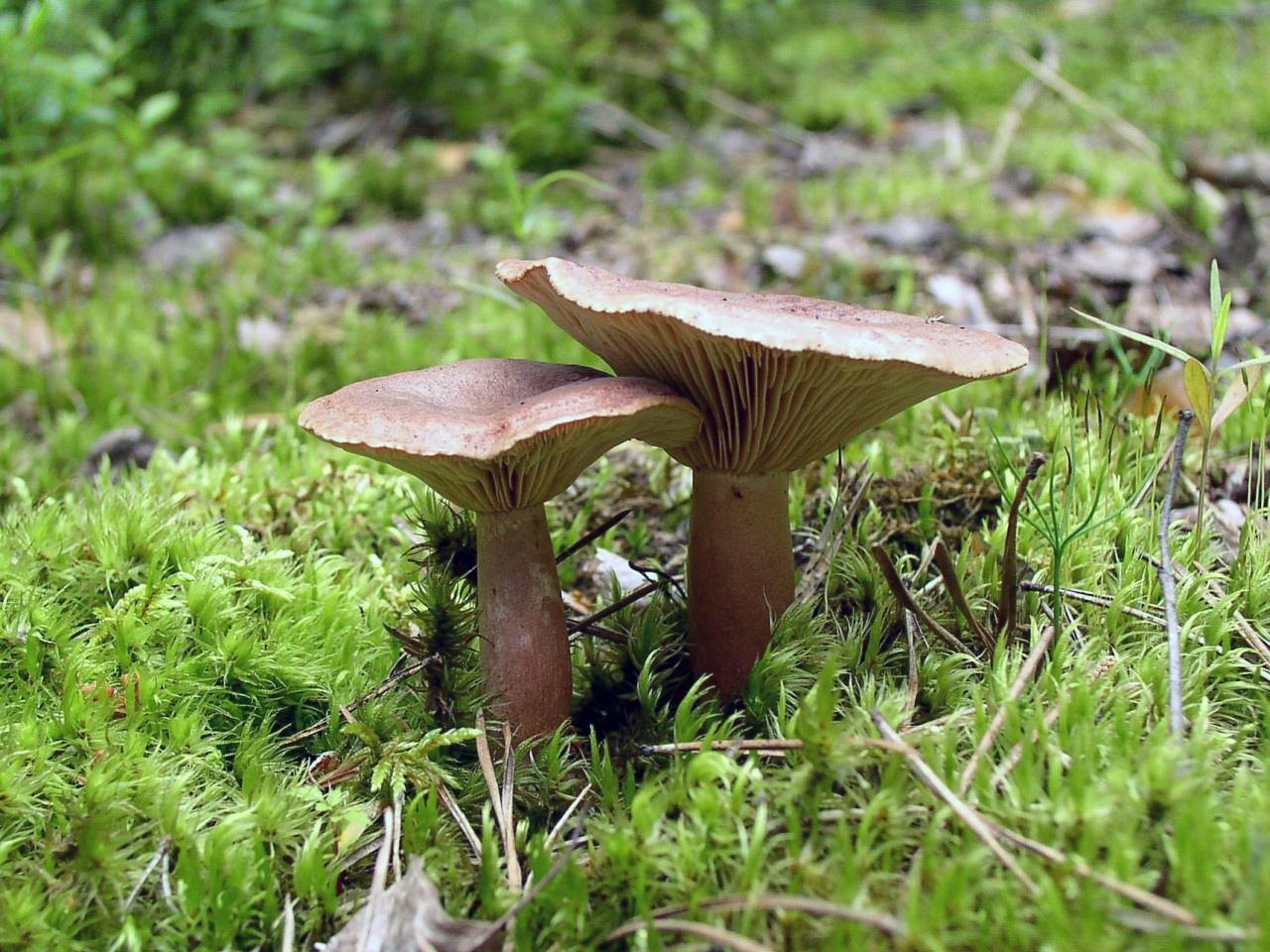 Lactarius helvus