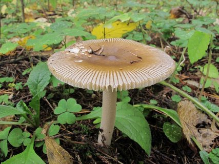 Amanita submembranacea