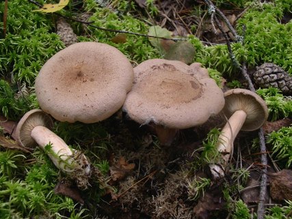 Lactarius helvus