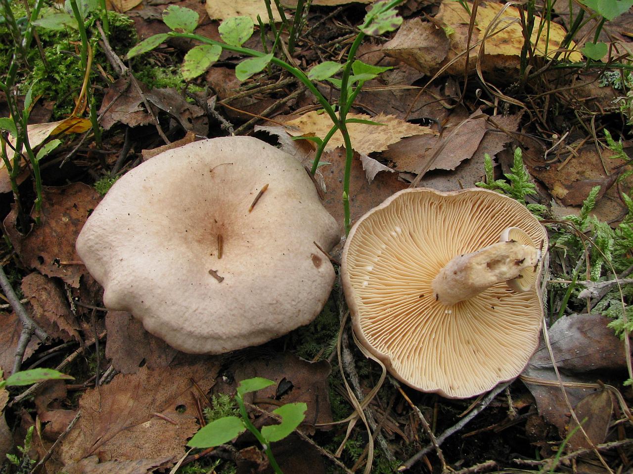 Lactarius helvus