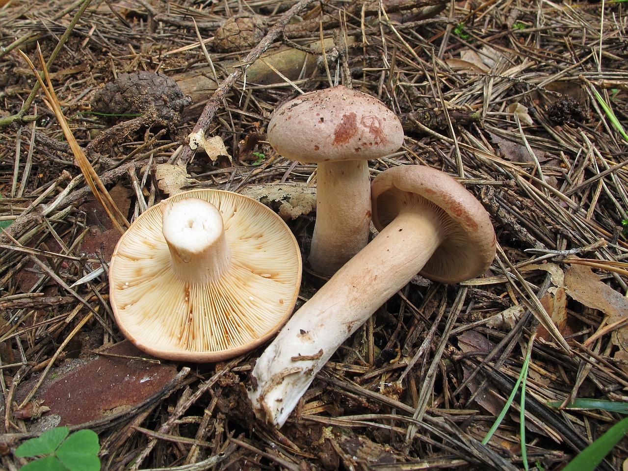 Lactarius helvus