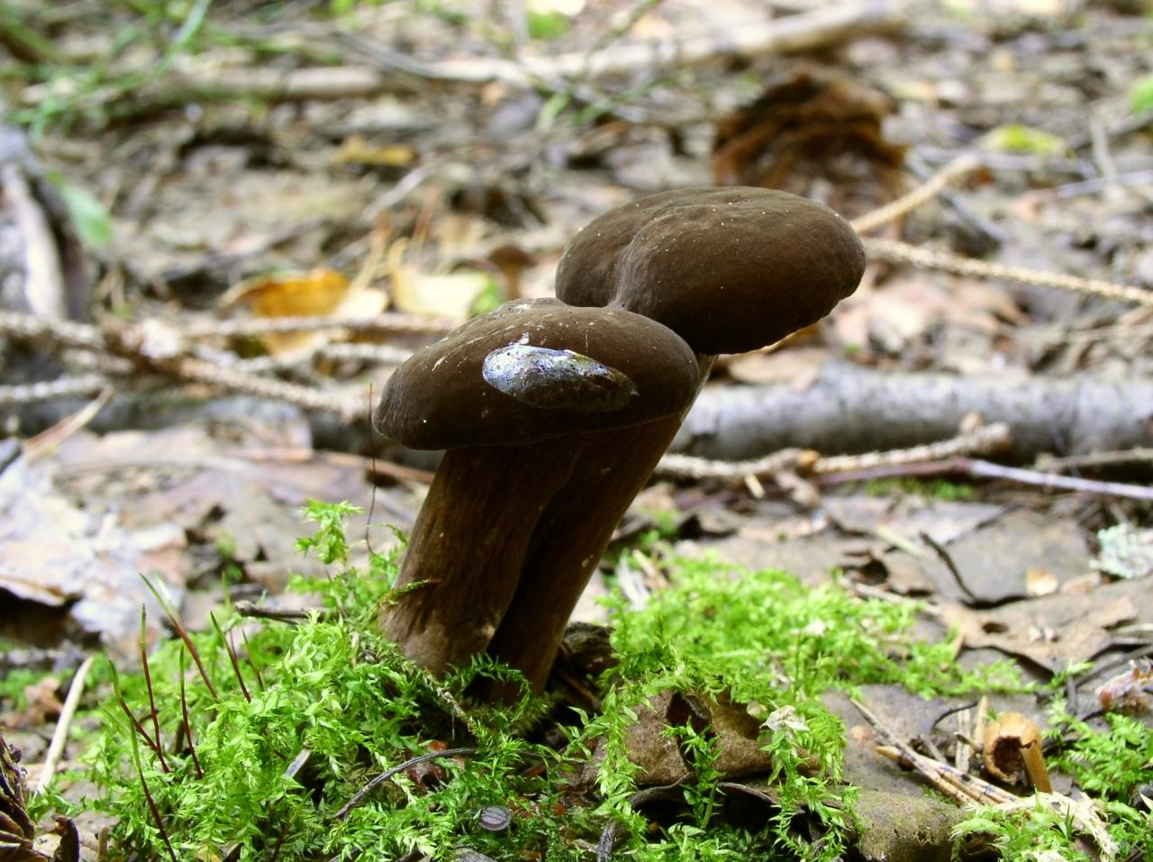 Lactarius lignyotus