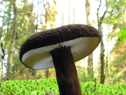Lactarius lignyotus
