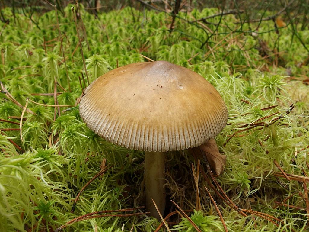 Amanita submembranacea