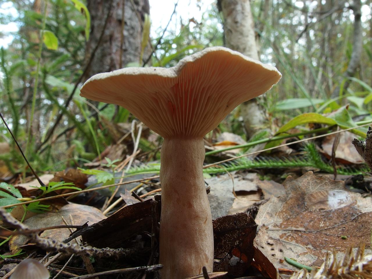 Lactarius mammosus