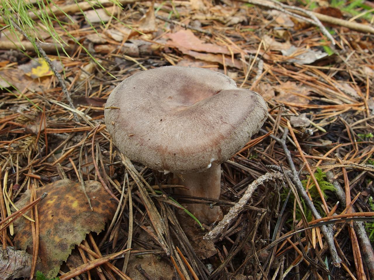 Lactarius mammosus