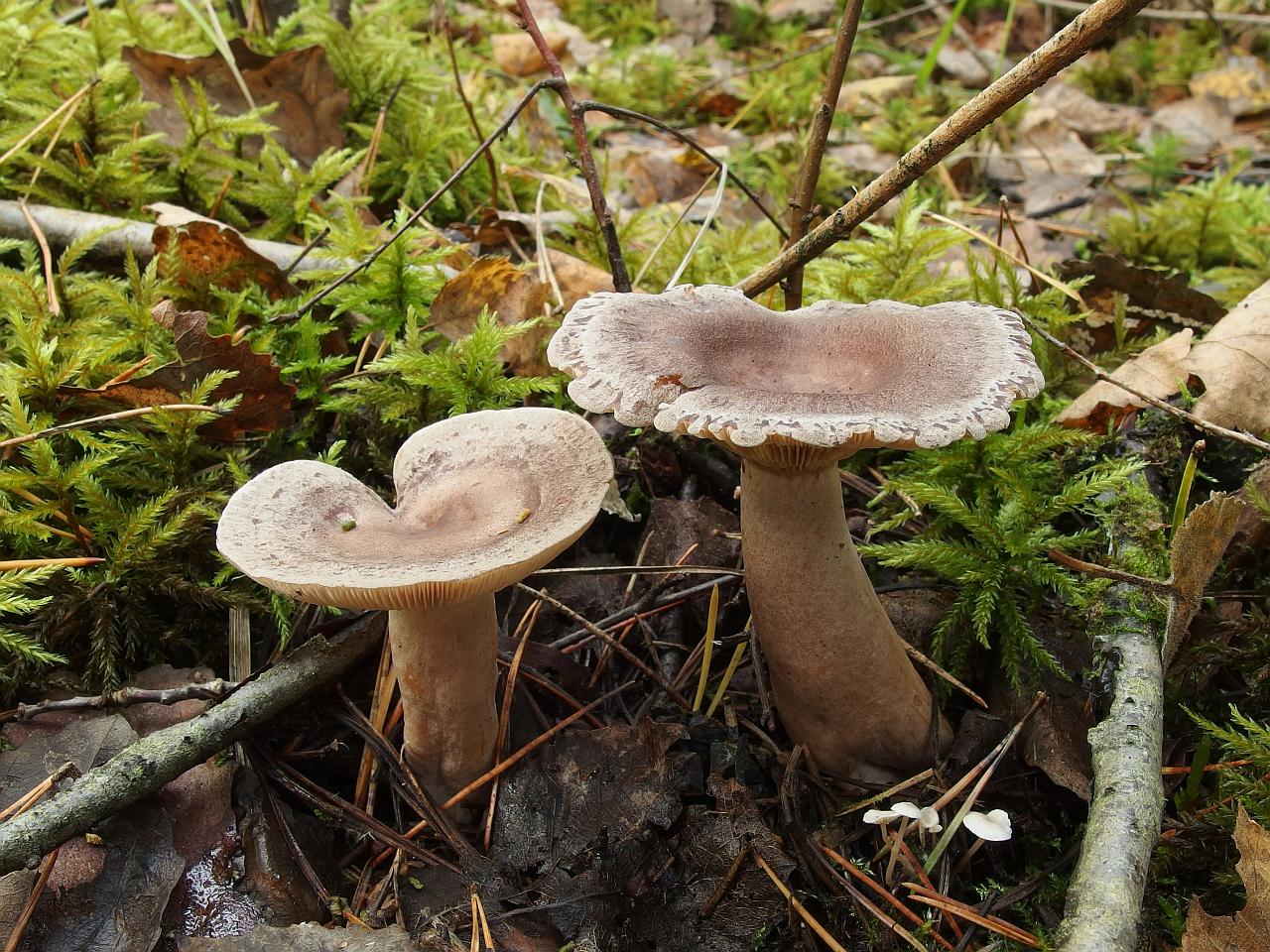 Lactarius mammosus
