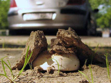 Agaricus bitorquis