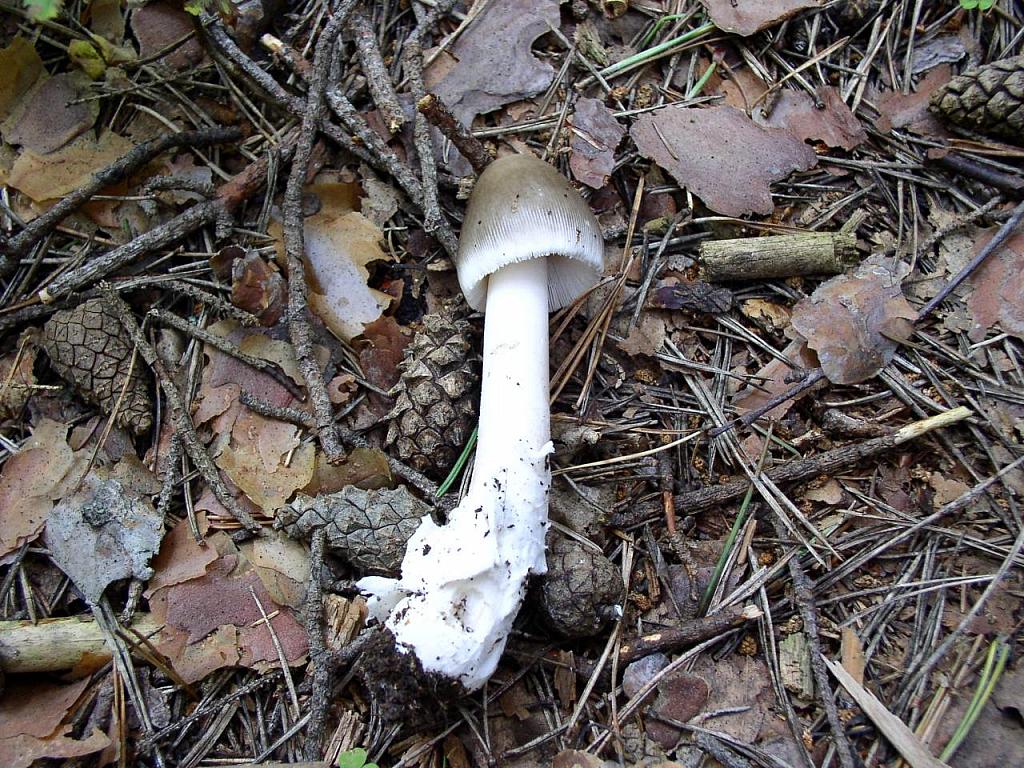Amanita vaginata