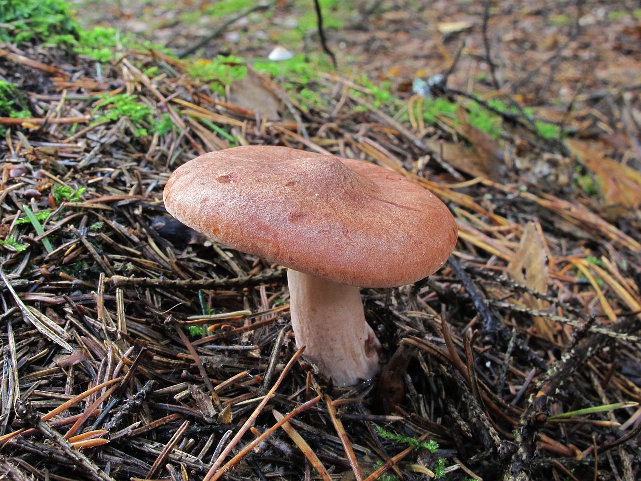 Lactarius rufus