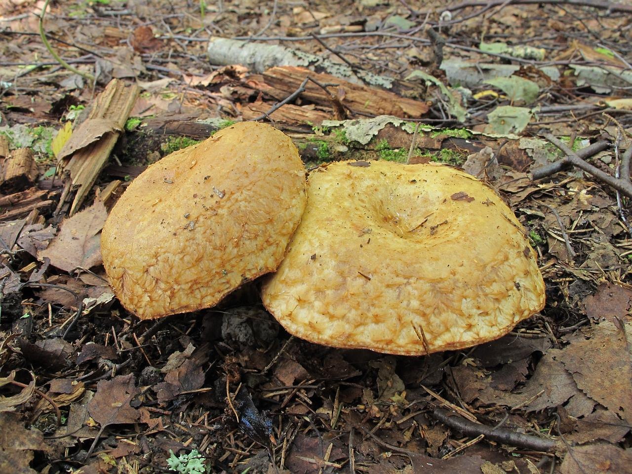 Lactarius scrobiculatus