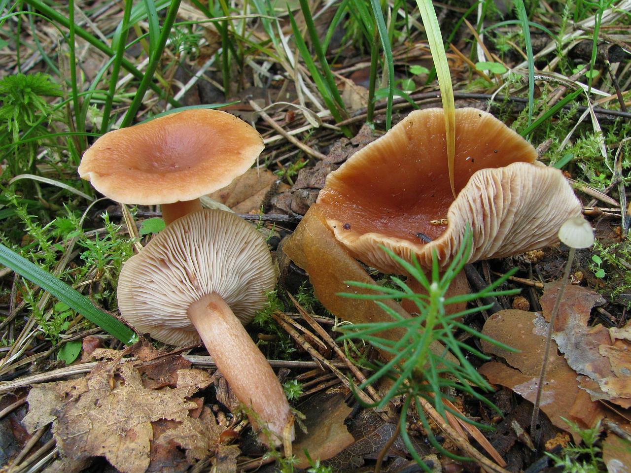 Lactarius tabidus