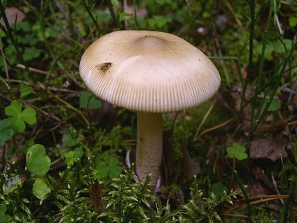 Amanita vaginata