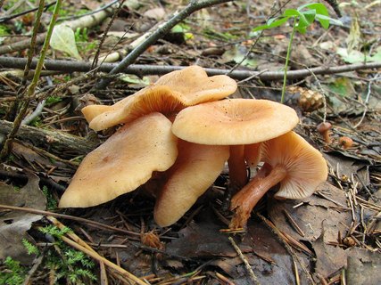 Lactarius tabidus