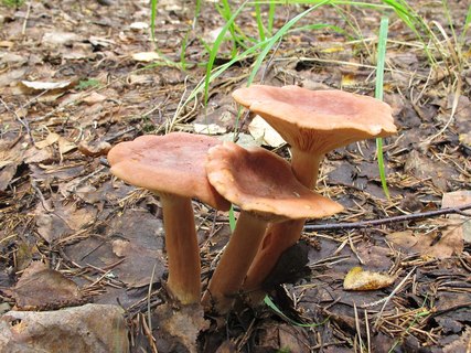Lactarius tabidus