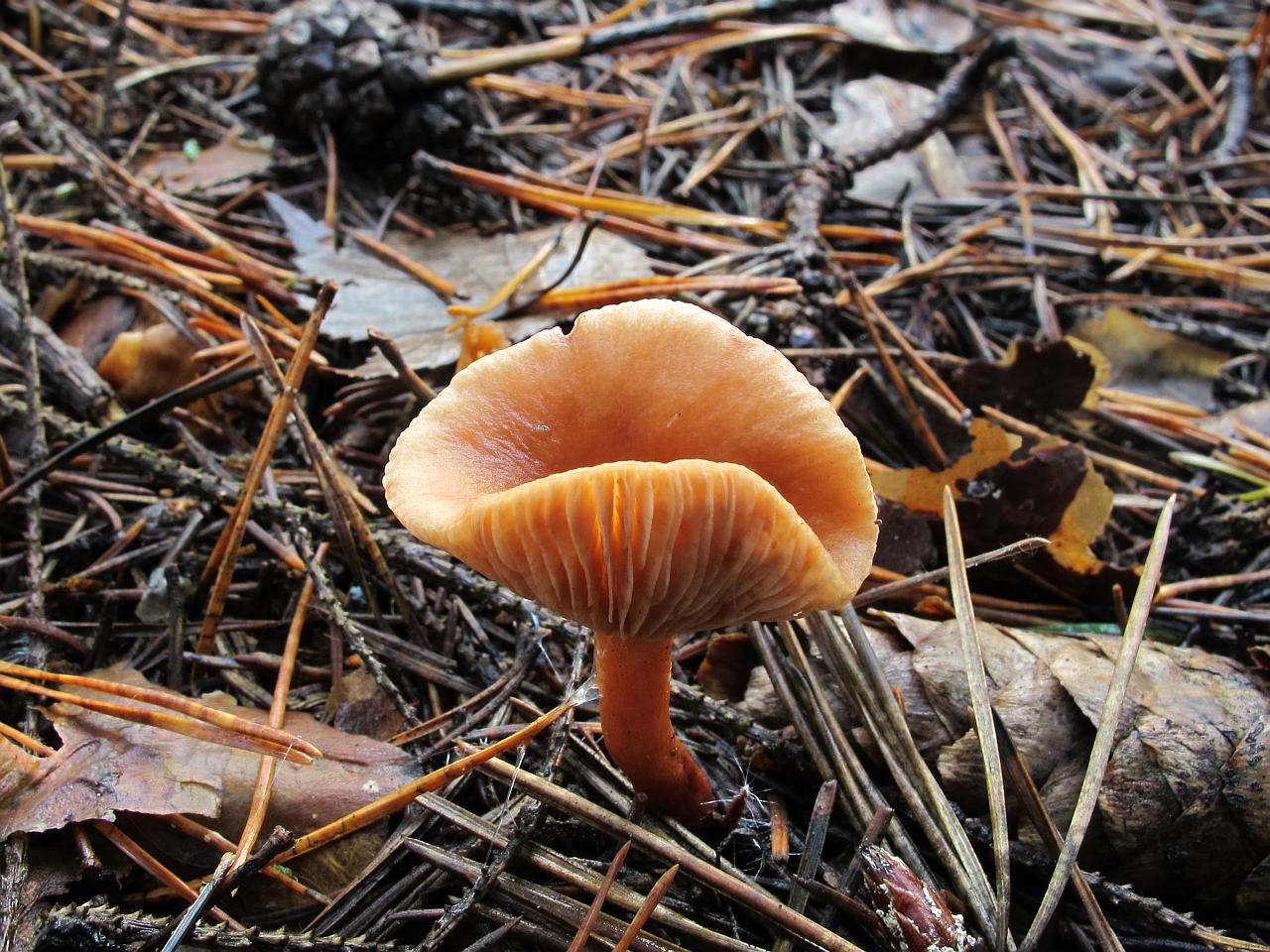Lactarius tabidus