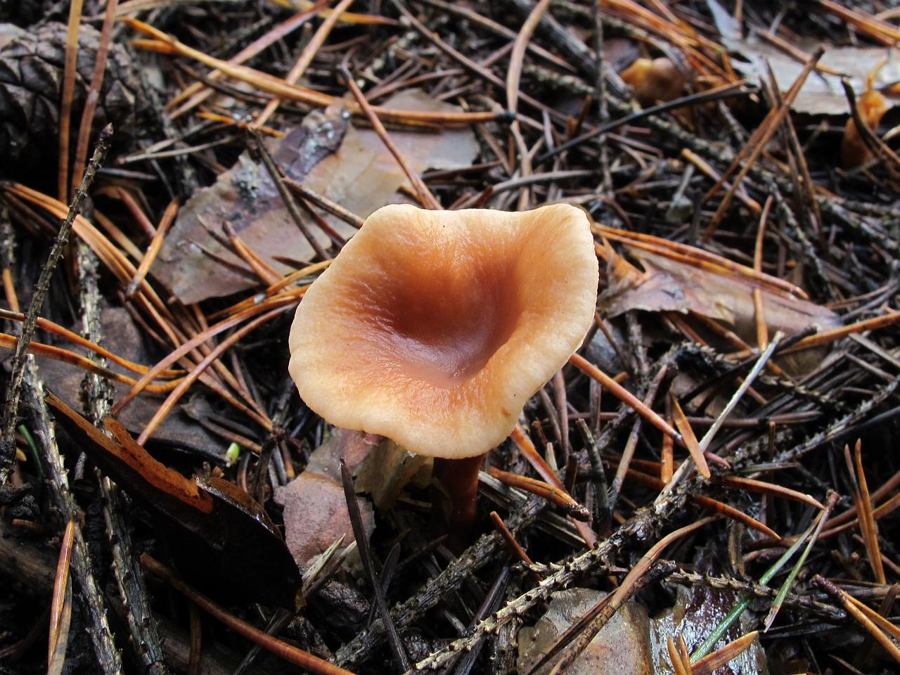 Lactarius tabidus