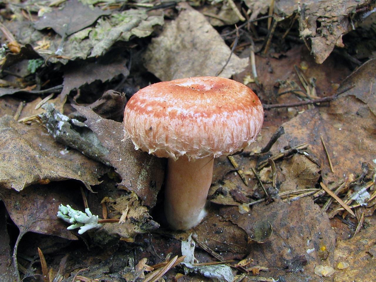 Lactarius torminosus