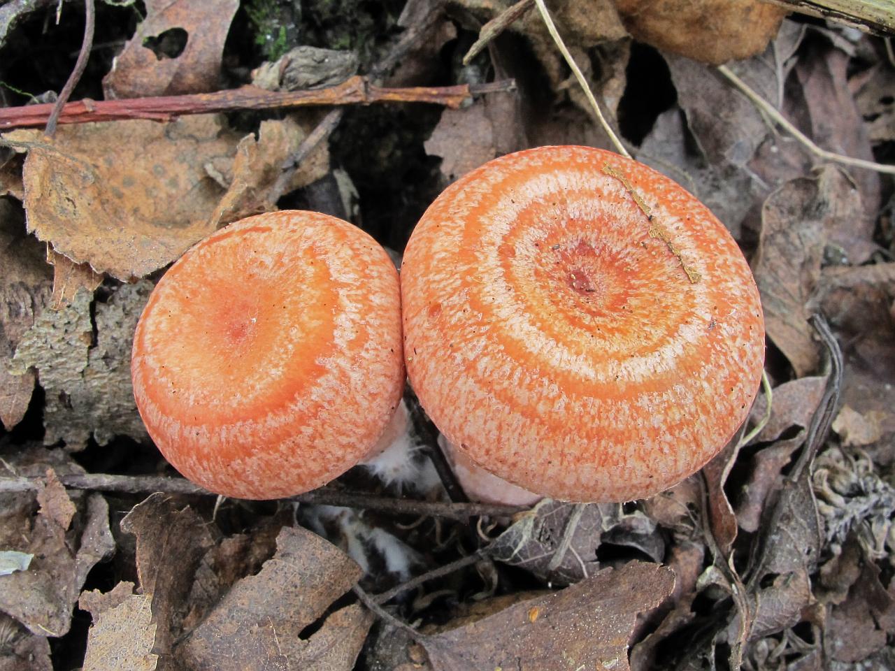 Lactarius torminosus