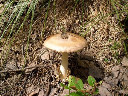 Amanita vaginata