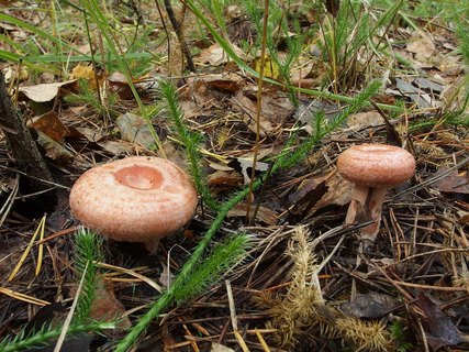 Lactarius torminosus