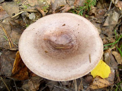 Lactarius trivialis