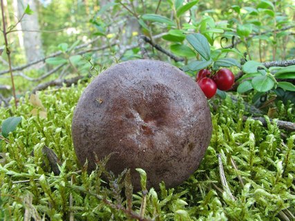 Lactarius trivialis