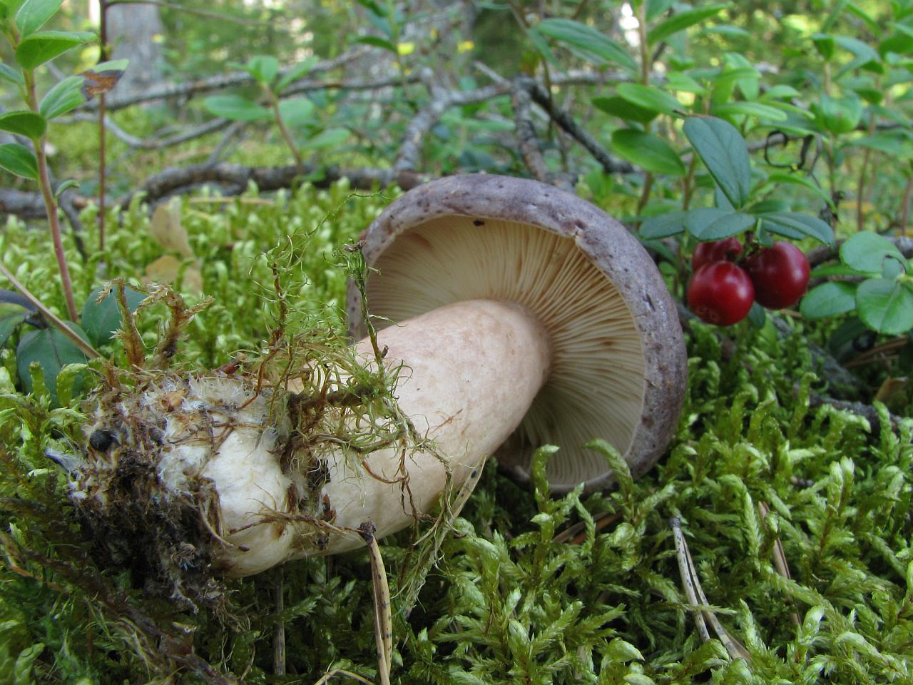 Lactarius trivialis