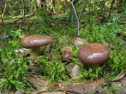 Lactarius trivialis