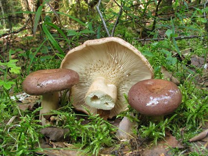 Lactarius trivialis
