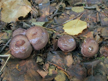 Lactarius trivialis