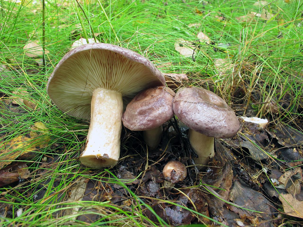 Lactarius trivialis
