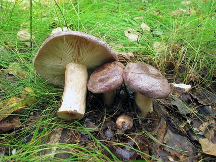 Lactarius trivialis