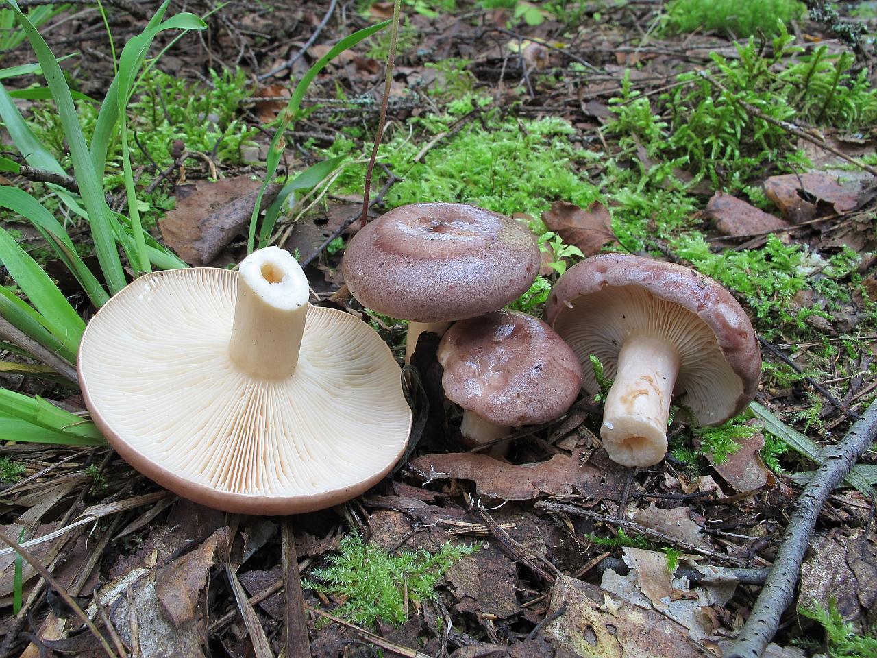 Lactarius trivialis