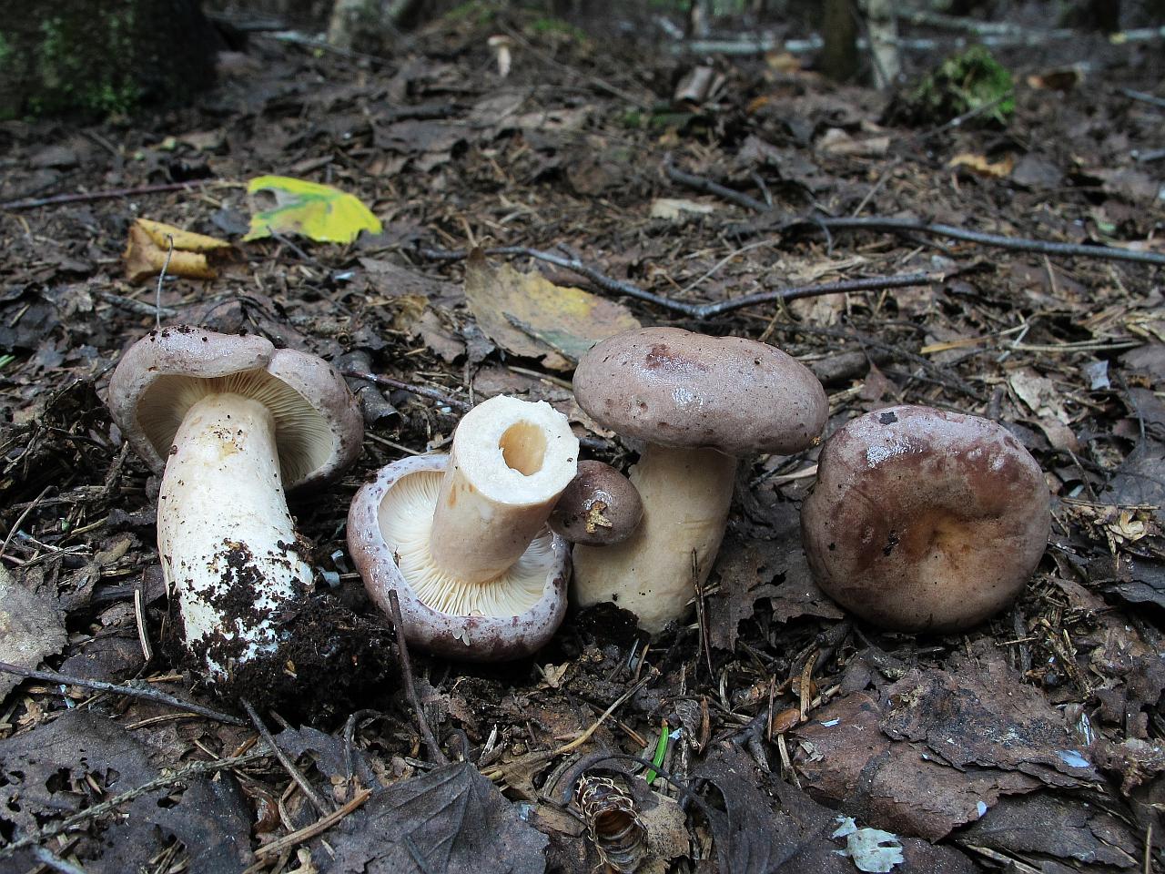 Lactarius trivialis