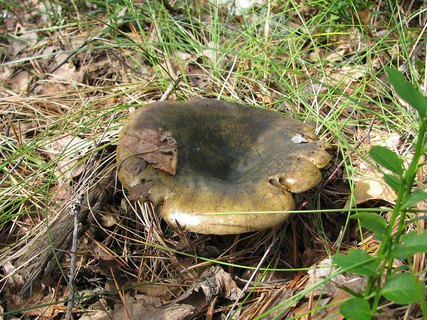 Lactarius turpis