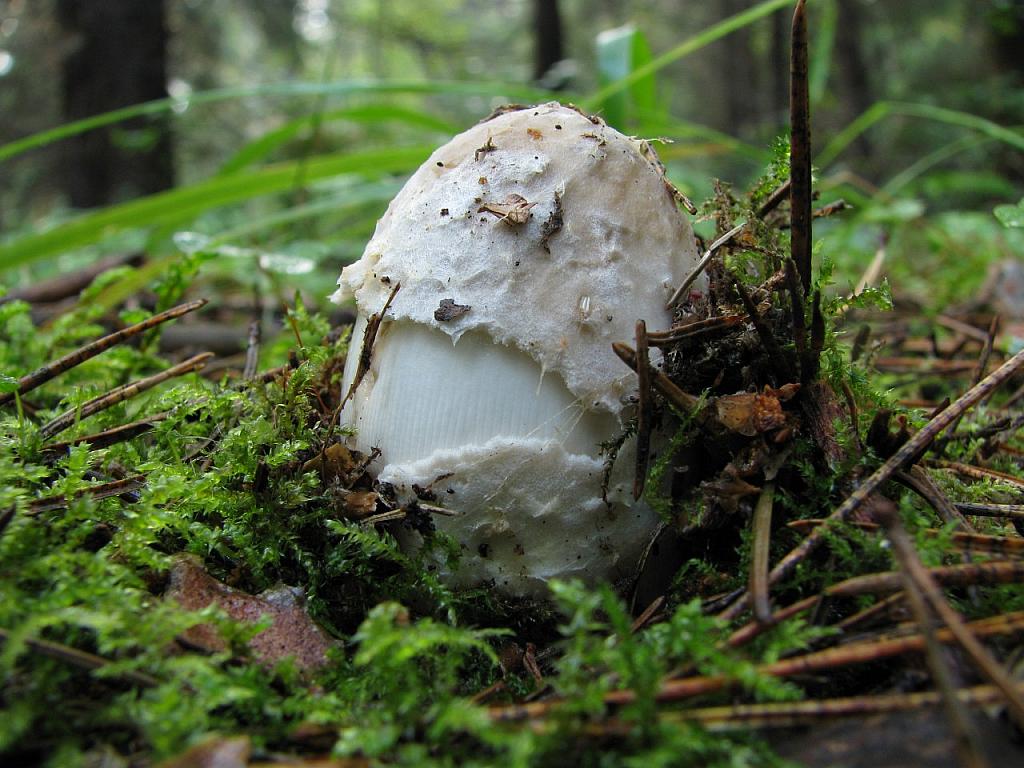 Amanita vaginata