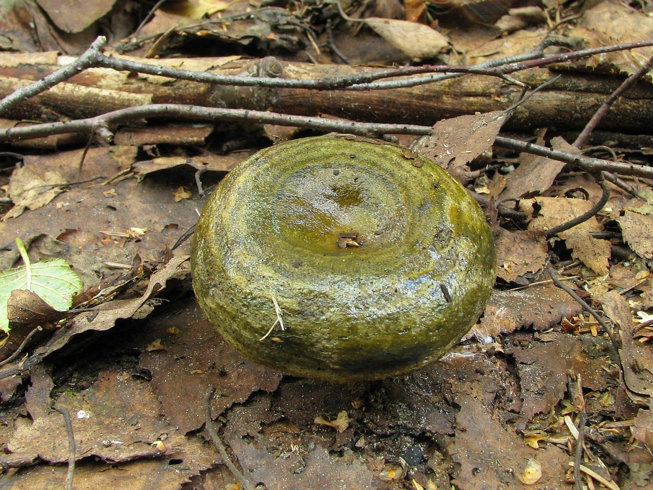 Lactarius turpis