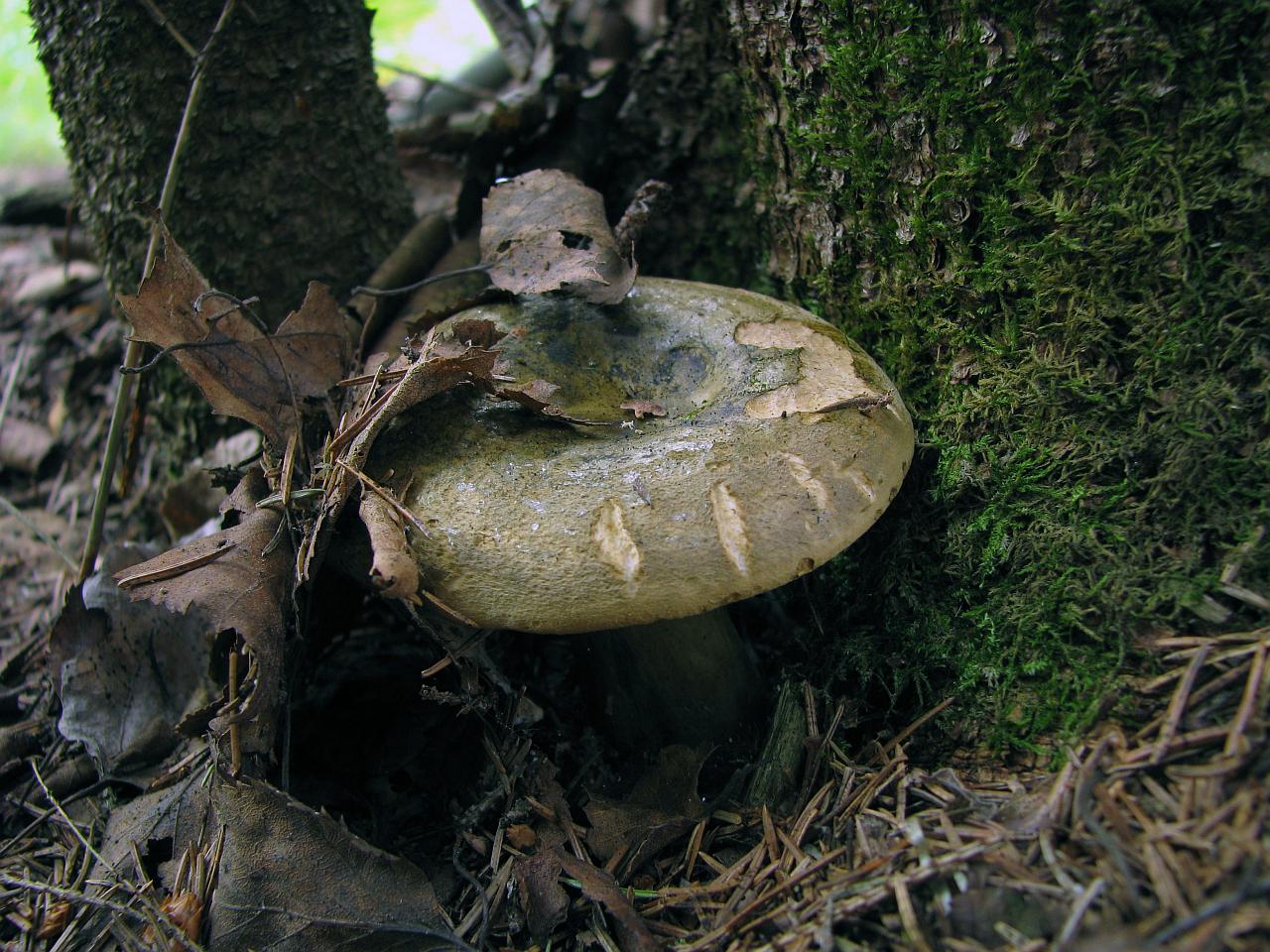 Lactarius turpis