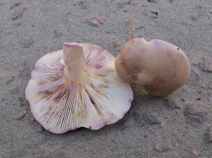 Lactarius uvidus