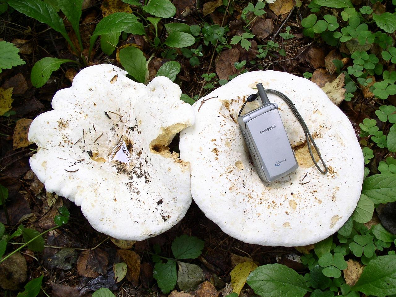 Lactarius vellereus