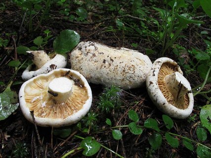 Lactarius vellereus