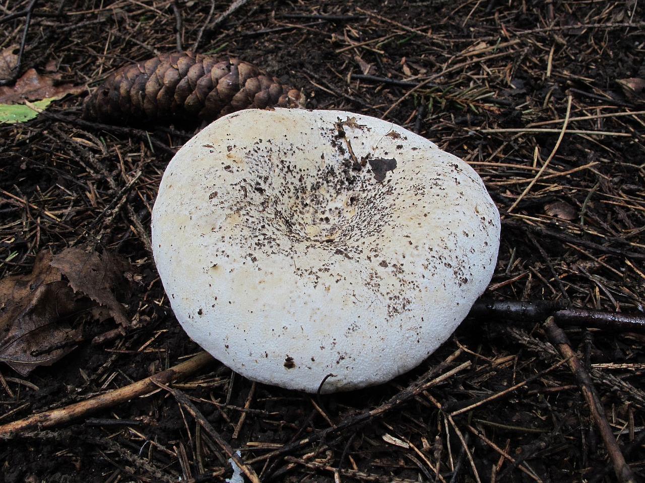 Lactarius vellereus